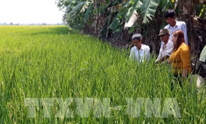 Hiệu quả từ mô hình khuyến nông tiên tiến trên cây lúa ở Kiên Giang