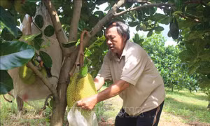 Mô hình trồng mít mang lại hiệu quả kinh tế cao cho gia đình ông Chánh. Ảnh: K GỬIH -TTXVN