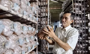 Ông Bùi Văn Mười, chủ cơ sở “Nấm 10 Sài Gòn”đã được UBND Thành phố Hồ Chí Minh tặng Bằng khen vì "Đã có thành tích xuất sắc trong phong trào nông dân thi đua sản xuất kinh doanh giỏi đoàn kết giúp nhau làm giàu và giảm nghèo bền vững giai đoạn 2017 - 2021