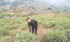 Tinh dầu đài bi có với nhiều công dụng y học mà chưa có cơ sở tinh dầu nào của Việt Nam chưng cất..Ảnh : Hương Thu