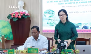 Thí điểm sản xuất sầu riêng ứng dụng công nghệ thông minh ở Đắk Lắk