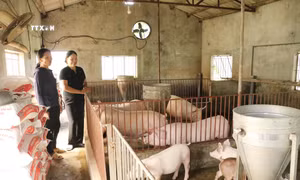 Vốn tín dụng chính sách: "Điểm tựa" của người nghèo