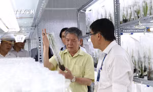 Trà Vinh nghiên cứu thành công giống dừa sáp cấy mô