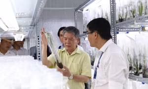 Trà Vinh nghiên cứu thành công giống dừa sáp cấy mô