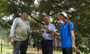 Ông Trần A Sám thành công nhờ mạnh dạn chuyển đổi cây trồng