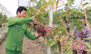 Ông Trần Văn Tôn trồng nho có hiệu quả kinh tế cao