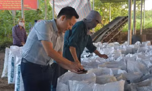 Ông Nguyễn Văn Thảo, Giám đốc Hợp tác xã môi trường và sản xuất kinh doanh dịch vụ Anh Đăng, kiểm tra chất lượng phân hữu cơ sau khi ép. Ảnh: vnbusiness.vn