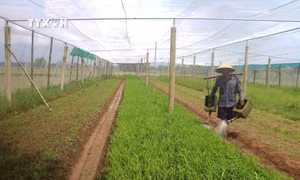 Chăm sóc vườn rau muống trồng trong nhà lưới tại xã Ngũ Lạc, huyện Duyên Hải (Trà Vinh). Ảnh: Thanh Hoà - TTXVN