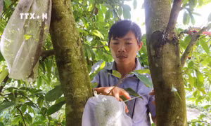 Trồng mãng cầu xiêm cho thu nhập cao trên đất trũng phèn