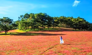 Mùa hội cỏ hồng Langbiang 