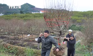 Hiện nay một số thương lái đã vào thu mua, đánh số cây đào, quất vận chuyển đi các thị trường. Ảnh: Thanh Vân-TTXVN 