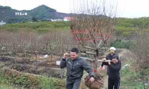 Hiện nay một số thương lái đã vào thu mua, đánh số cây đào, quất vận chuyển đi các thị trường. Ảnh: Thanh Vân-TTXVN 