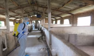 Lực lượng thú y phun hóa chất khử trùng tại các khu vực chuồng trại có dịch tả lợn châu Phi. Ảnh: Dư Toán – TTXVN.