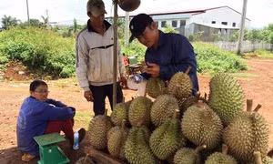 Một điểm thu mua sầu riêng tại huyện Krông Pắc. Ảnh: daklak24h.com.vn