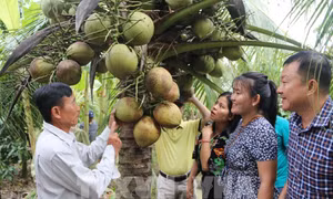 Chủ vườn giới thiệu dừa sáp với khách du lịch.Ảnh :Thanh Hòa