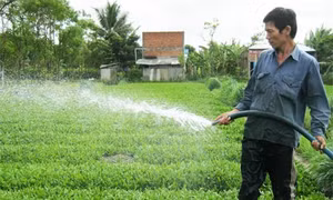Sản xuất rau an toàn VietGAP góp phần phát triển kinh tế hộ gia đình . Ảnh : baoapbac.vn
