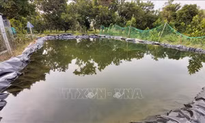 Người dân Bến Tre trữ nước ngọt trong ao để sử dụng trong mùa hạn mặn sắp tới. Ảnh: Trần Thị Thu Hiền- TTXVN