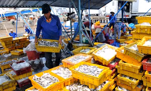 Thu mua, phân loại cá tại cảng cá Trần Đề. Ảnh : Chanh Đa - TTXVN