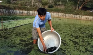 Người dân thu hoạch ốc. Ảnh: yenson.gov.vn