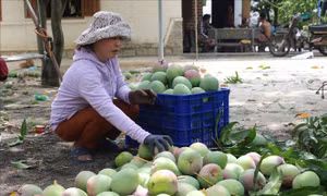 Chị Bùi Thị Kim Nào ở thôn Bãi Giếng 2 xã Cam Hải Tây (huyện Cam Lâm, Khánh Hòa) chỉ bán được xoài Úc giá 3.000-4.000/kg. Ảnh: Thanh Vân-TTXVN