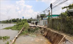 Đoạn sạt lở có chiều dài khoảng 20 m, ăn sâu vào đất liền 3 - 4 m, cắt đứt giao thông tuyến Nha Mân - Phú Long thuộc huyện Châu Thành (Đồng Tháp). Ảnh: Chương Đài - TTXVN