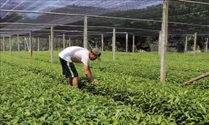 Vươn ươm quế giống của gia đình ông Vũ Văn Kế, khu 3, xã Đào Thịnh, huyện Trấn Yên, tỉnh Yên Bái. Ảnh: Tiến Khánh - TTXVN