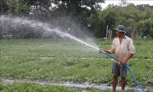 Ông Thạch Sa Quơne, xã Long Sơn, huyện Cầu Ngang chăm sóc ruộng dưa 0,4 ha sắp thu hoạch. Ảnh: Thanh Hòa- TTXVN 