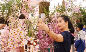 Du khách hào hứng chụp hình với hoa lan tại triển lãm. Ảnh: Nguyễn Oanh - TTXVN