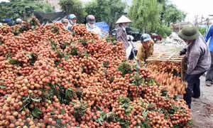 Bắc Giang lên các phương án tiêu thụ vải thiều. Ảnh: Đình Huệ - TTXVN
