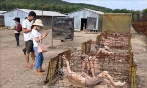 Khách du lịch tham quan Di tích Quốc gia đặc biệt Trại giam Phú Quốc. Ảnh: Lê Huy Hải - TTXVN 