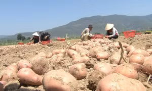 Nghiên cứu chọn tạo giống khoai tây có năng suất chất lượng tốt, kháng bệnh mốc sương có thể sản xuất quanh năm tại Đà Lạt và vùng phụ cận. Ảnh :lamdongtv.vn 