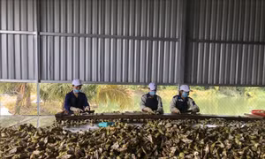 Sơ chế trái nhàu tại Công ty TNHH Nông nghiệp và Dược liệu Phong Thảo. Ảnh: Hoàng Nhị -TTXVN
