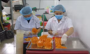 Sản phẩm đông trùng hạ thảo mở ra hướng đi mới cho phát triển kinh tế nông nghiệp tại thành phố Lai Châu. Ảnh: Việt Hoàng - TTXVN