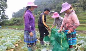 Trồng rau trái vụ - hướng thoát nghèo nơi vùng cao biên giới Lào Cai