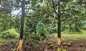 Đắk Lắk: Vào vườn giữa đêm khuya chặt, đẽo cây sầu riêng để trả thù cá nhân