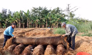  Bà con nông dân ở huyện Cao Lãnh đốt rơm rạ sau khi thu hoạch lúa Hè Thu 2022. Ảnh: Nguyễn Văn Trí – TTXVN 