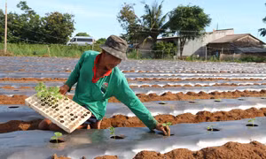 Nông dân xã Mỹ Long Nam, huyện Cầu Ngang xuống giống mướp đắng vụ Hè Thu năm 2022. Ảnh: Thanh Hòa- TTXVN