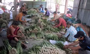 Xây dựng vùng chuyên canh sả trên đất nhiễm mặn hạ lưu sông Tiền