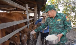 Thiếu tá Từ Văn Sương cùng gia đình ông Nguyễn Văn Triều chăm sóc đàn bò. Ảnh: Tuấn Anh – TTXVN 