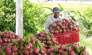 Thu hoạch thanh long ở Bình Thuận. Ảnh: Nguyễn Thanh - TTXVN
