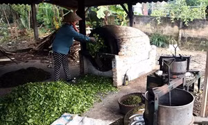 Hộ nông dân Phùng Ngọc Hồng, ở thôn Muối, xã Địch Quả, huyện Thanh Sơn, được Hội Nông dân tỉnh hỗ trợ vay vốn sản xuất chè, phát huy hiệu quả. Ảnh : Vũ Sinh