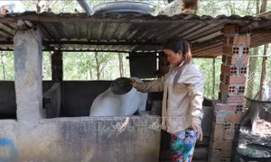 Chị Thị Hải (người dân tộc S’tiêng, sống tại khu định canh định cư làng 61) ngoài làm rẫy còn nuôi thêm lợn để tăng nguồn thu nhập. Ảnh: Sỹ Tuyên – TTXVN