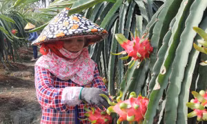 Nông dân chăm sóc thanh long. Ảnh: Bùi Như Trường Giang - TTXVN