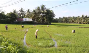 Nông dân huyện Tiểu Cần cấy dặm lúa. Ảnh: Thanh Hòa- TTXVN 