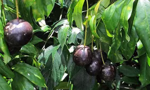 Quả hồng châu to tròn gần bằng quả trứng gà. Ảnh: Chi cục An toàn vệ sinh thực phẩm tỉnh Hà Giang 