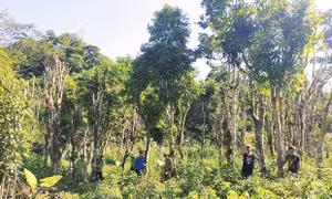Quần thể chè Shan tuyết cổ thụ tại xóm Lùng Mằng, xã Xuân Sơn, Vườn quốc gia Xuân Sơn hiện có hàng trăm gốc cây một người ôm, có giá trị kinh tế và sức hút đối với khách tham quan. Nguồn: Báo Phú Thọ 