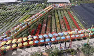 Cánh đồng hoa Happy Land Hùng Thy ở thành phố Sa Đéc phục vụ khách đến tham quan, trải nghiệm. Ảnh: Nguyễn Văn Trí - TTXVN