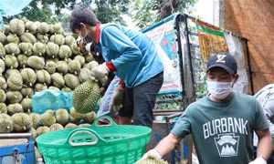 Thương lái thu mua sầu riêng tại huyện Krông Pắc (Đắk Lắk). Ảnh: Tuấn Anh - TTXVN 