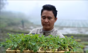 Cây giống cải xoăn Kale được chăm sóc cẩn thận. Ảnh: Quốc Khánh - TTXVN 