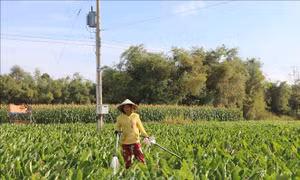 Nông dân chuyển đổi diện tích đất trồng lúa sang trồng khoai môn sáp cho lợi nhuận tăng hơn 5 lần so với trồng lúa trước đó. Ảnh: Thanh Hòa - TTXVN 
